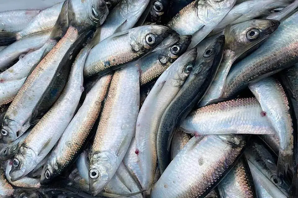 Wholesale Herring Fish In Norway