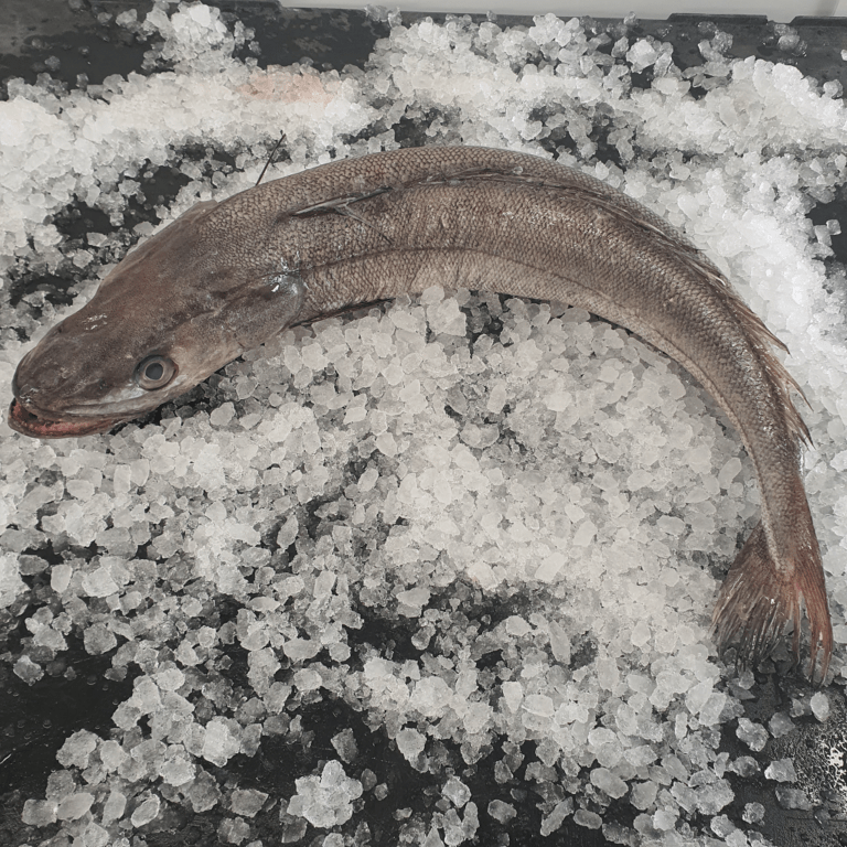 hakefish
