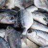 seabream